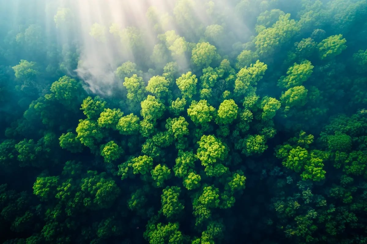 compliance-vs-voluntary-carbon-markets-what-s-the-difference